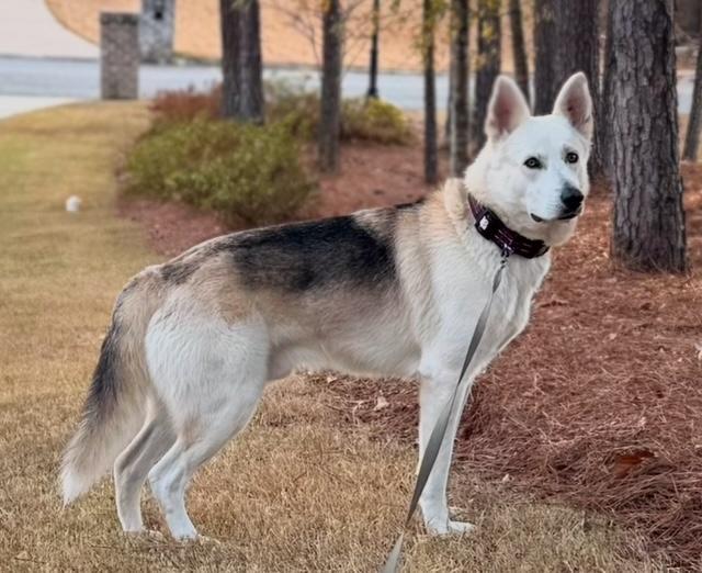 Tug, ADOPTABLE, Young Male German Shepherd Dog.