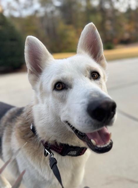 Enlarge Tug, a ADOPTABLE German Shepherd Dog in Roswell, GA image 2/2