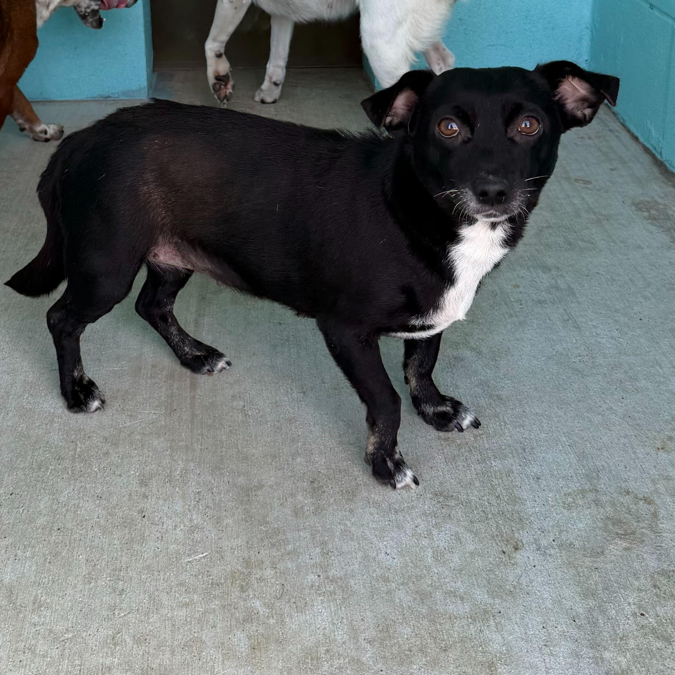 Enlarge Shelby, a Adoptable mixed breed in Portland, ME image 2/2
