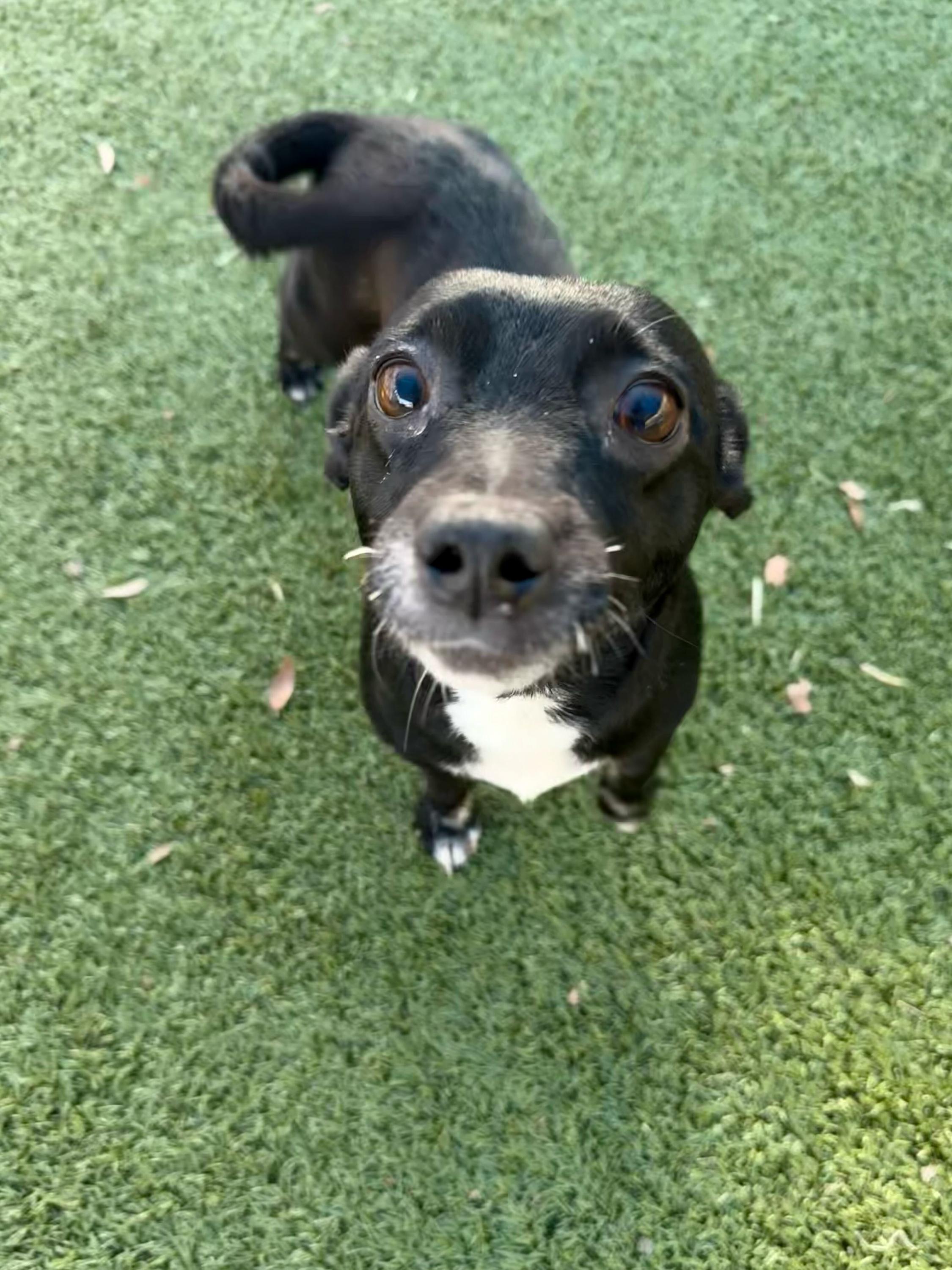 Shelby, Adoptable, Young Female Chihuahua & Dachshund.