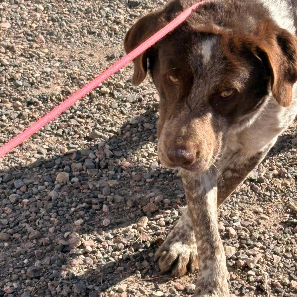 Enlarge (COD) Brownie, a Adoptable Chocolate Labrador Retriever in Douglas, AZ image 1/1