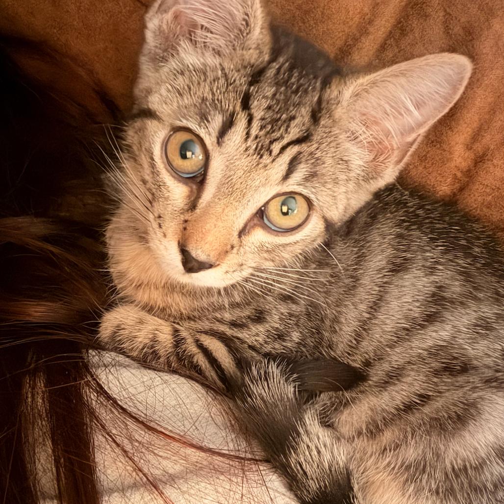 Tarragon, Adoptable, Kitten Male Domestic Short Hair.