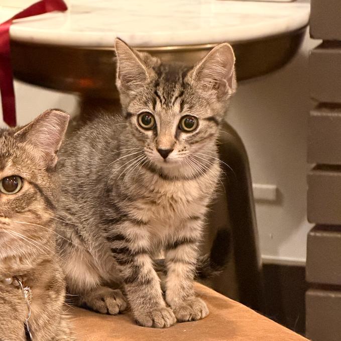 Enlarge Tarragon, a Adoptable Domestic Short Hair in Grantsville, UT image 2/2