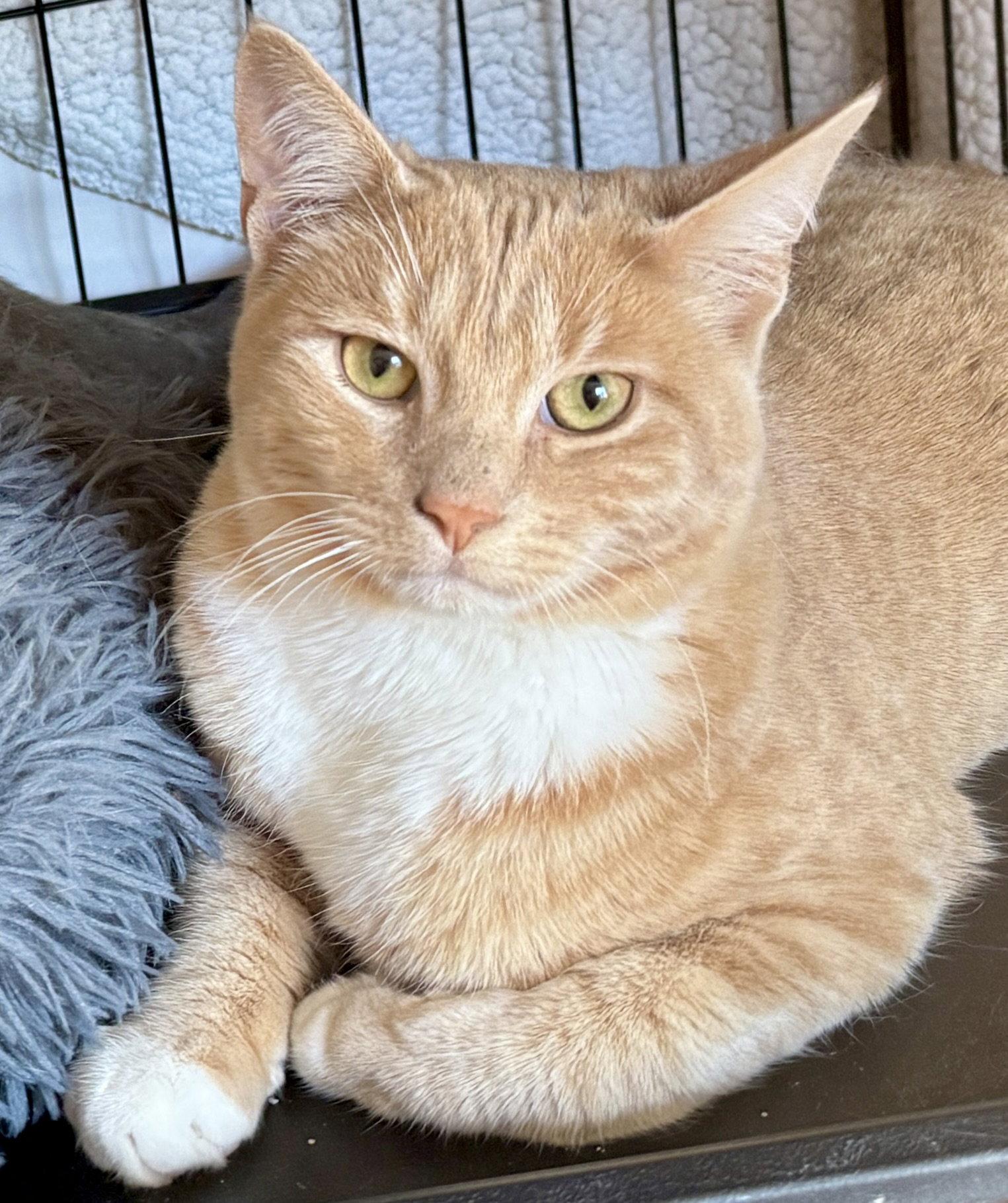 Kismet, a Adoptable mixed breed in San Luis Obispo, CA image 1/2