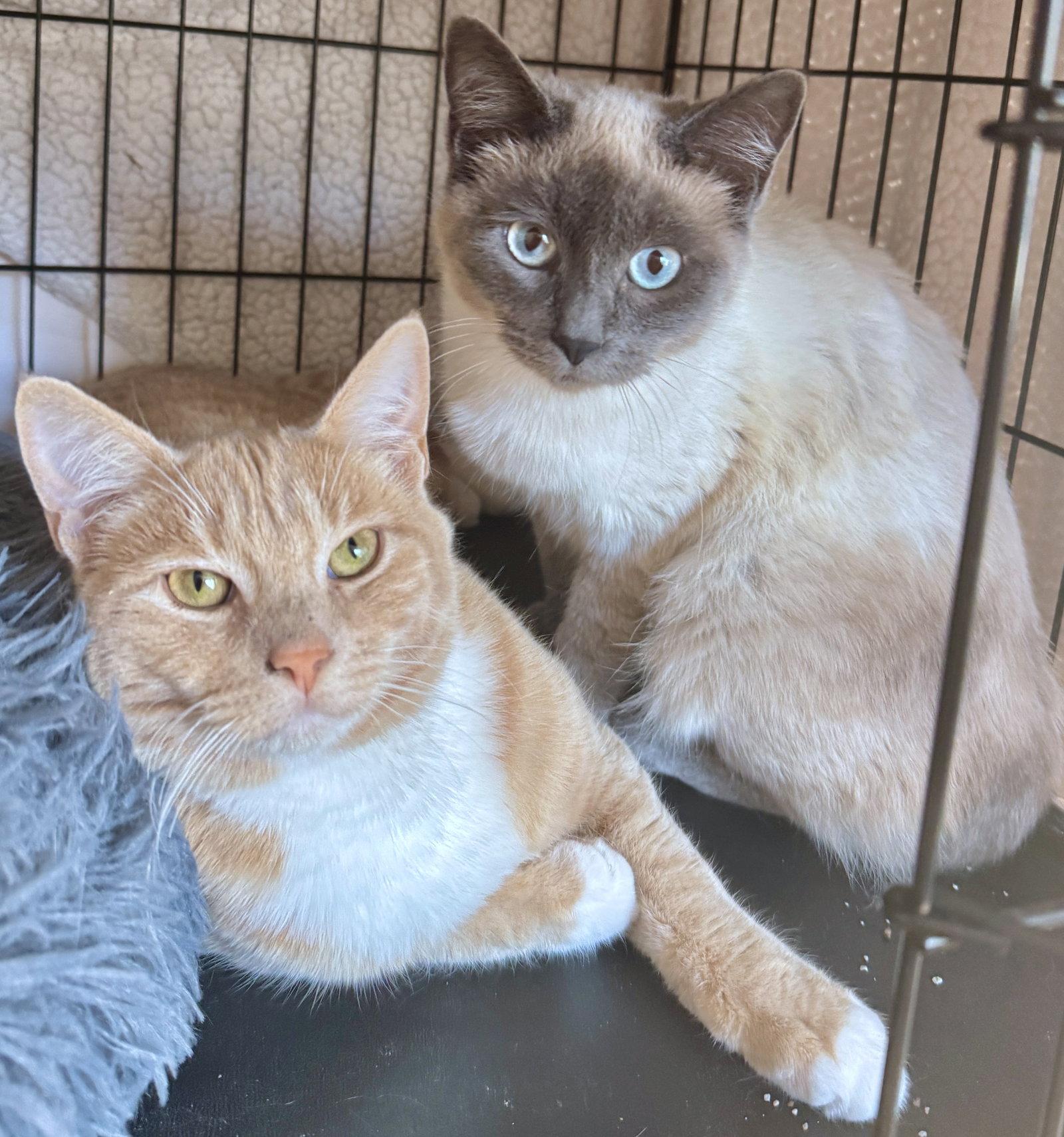 Kismet, a Adoptable mixed breed in San Luis Obispo, CA image 2/2