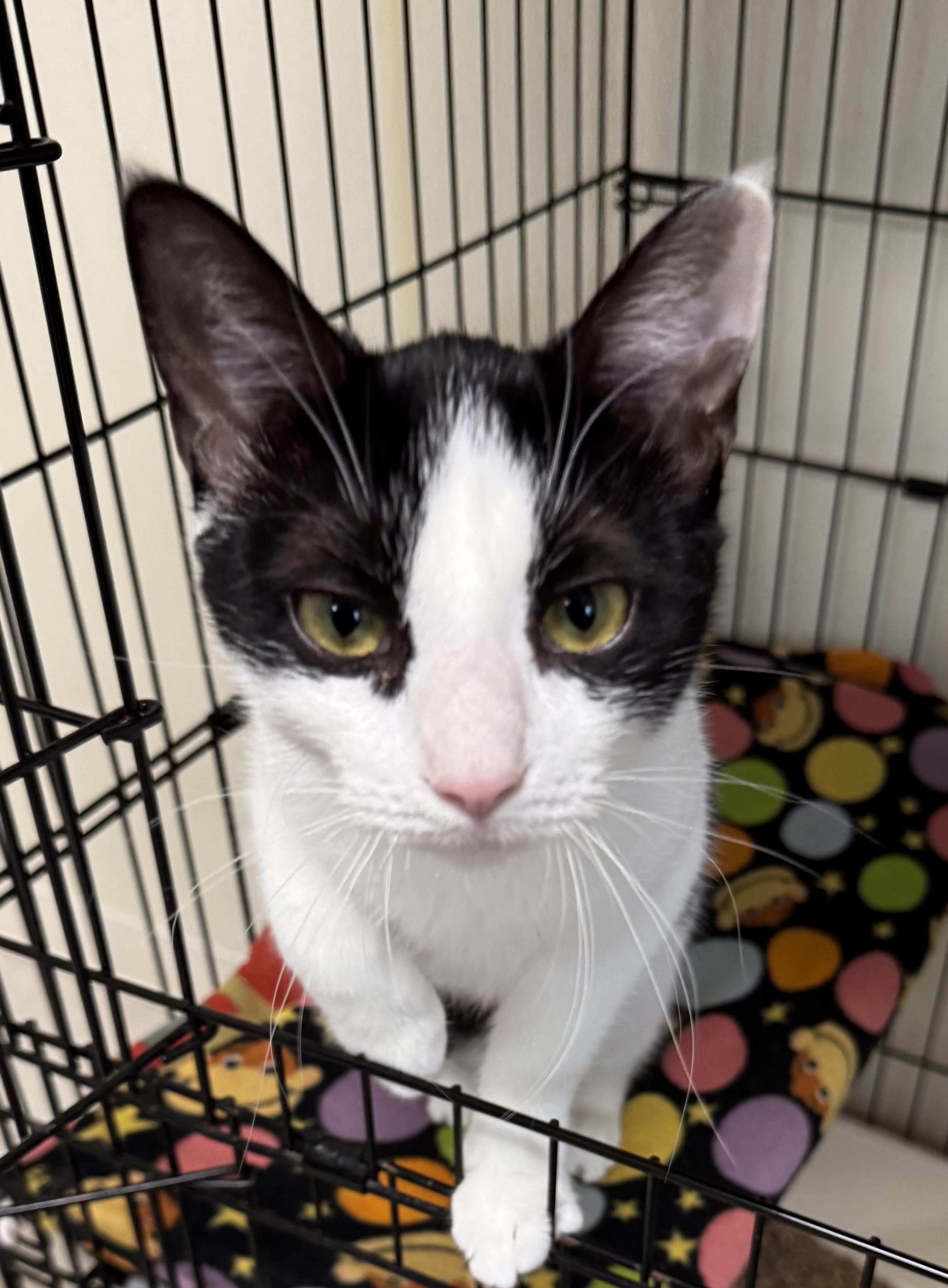 Enlarge Chaca, a ADOPTABLE Domestic Short Hair in Binghamton, NY image 1/1