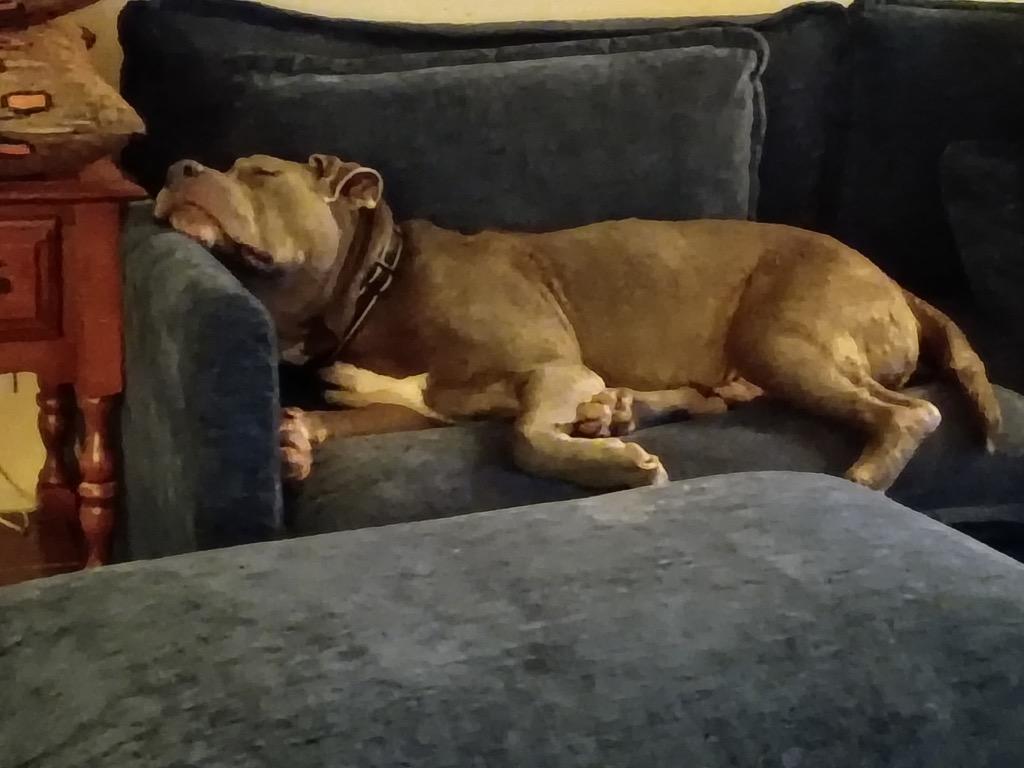 FtA King, Adoptable, Adult Male Staffordshire Bull Terrier.