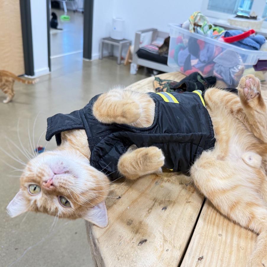 Marmalade 2025, a Adoptable Domestic Short Hair in Bensalem, PA image 1/3