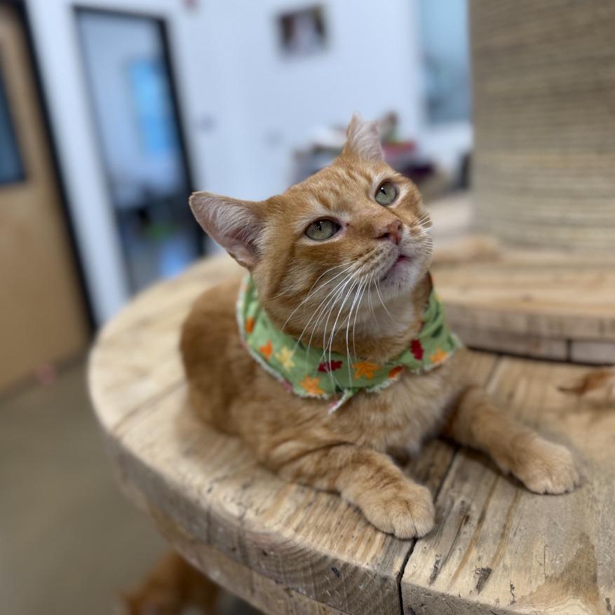 Marmalade 2025, a Adoptable Domestic Short Hair in Bensalem, PA image 3/3