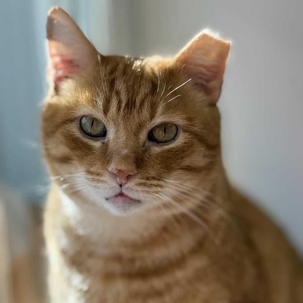 Enlarge Marmalade 2025, a Adoptable Domestic Short Hair in Bensalem, PA image 3/4