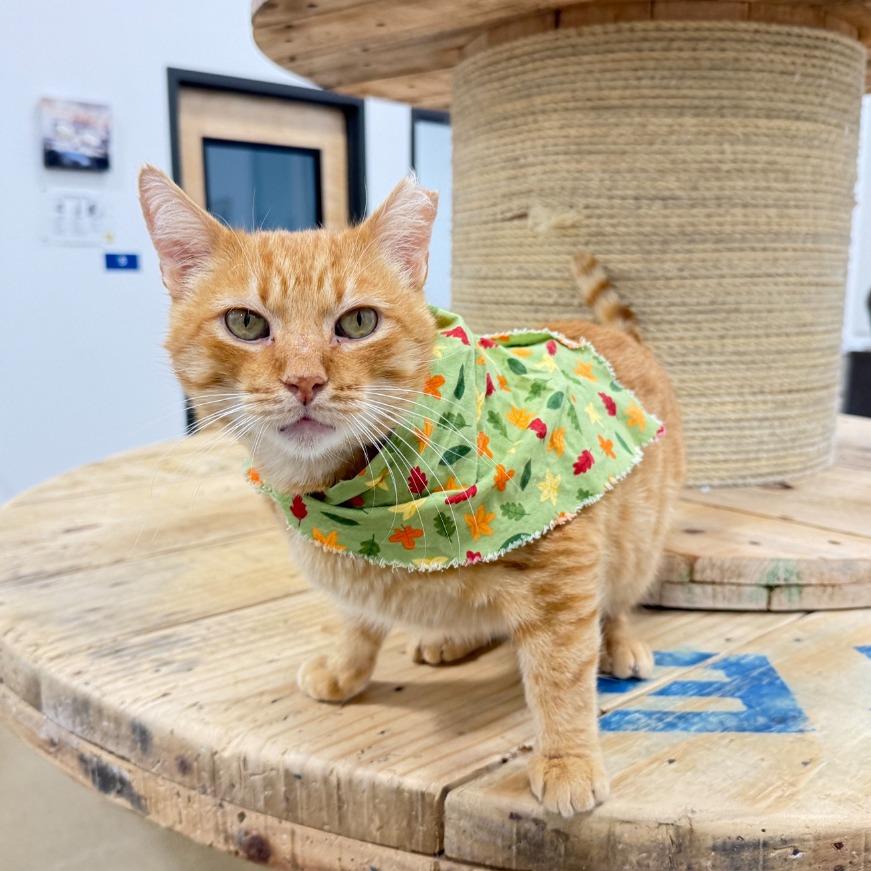 Enlarge Marmalade 2025, a Adoptable Domestic Short Hair in Bensalem, PA image 3/3