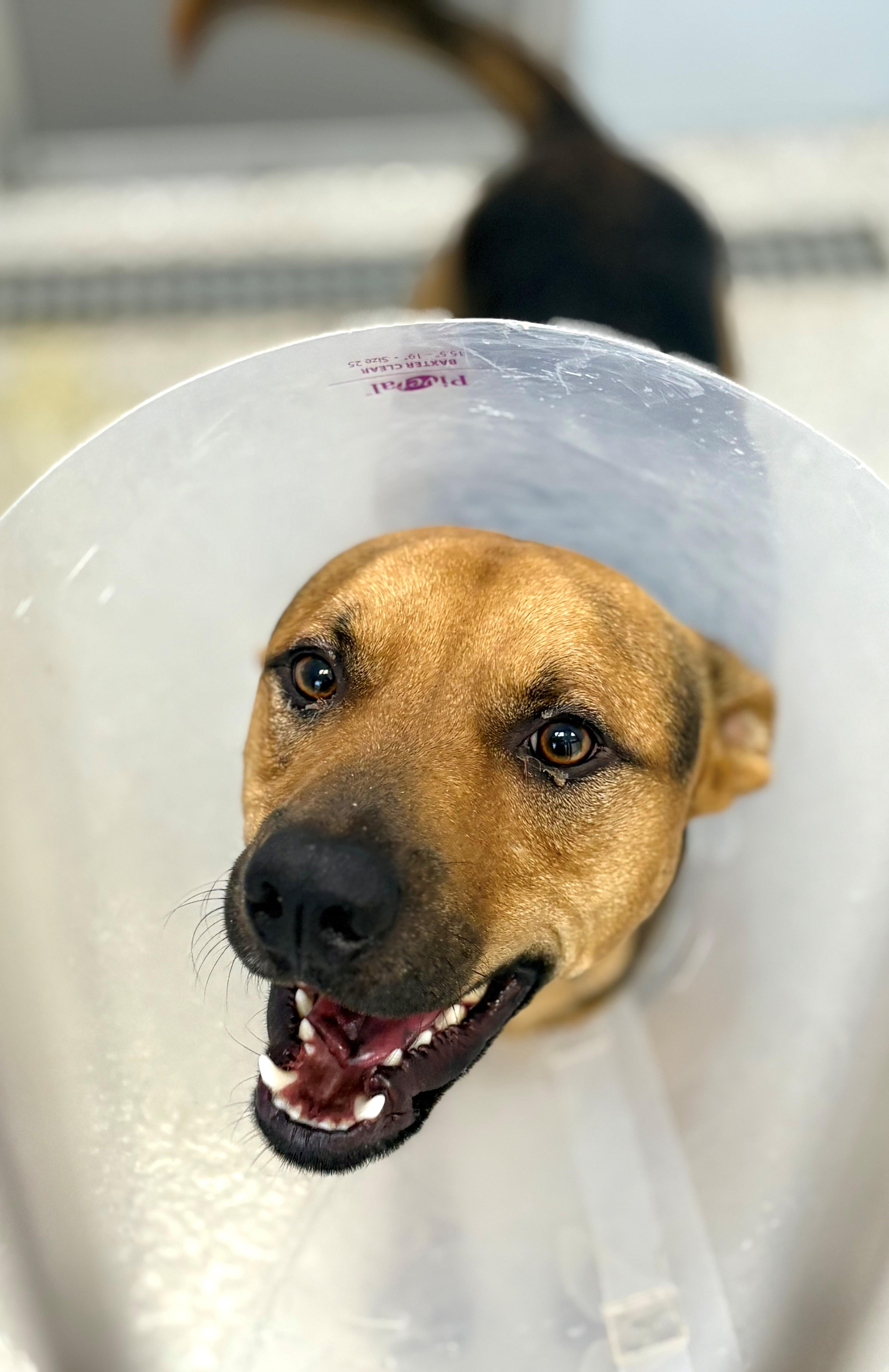 Teddy, an adoptable Shepherd in Lake Havasu City, AZ, 86406 | Photo Image 2