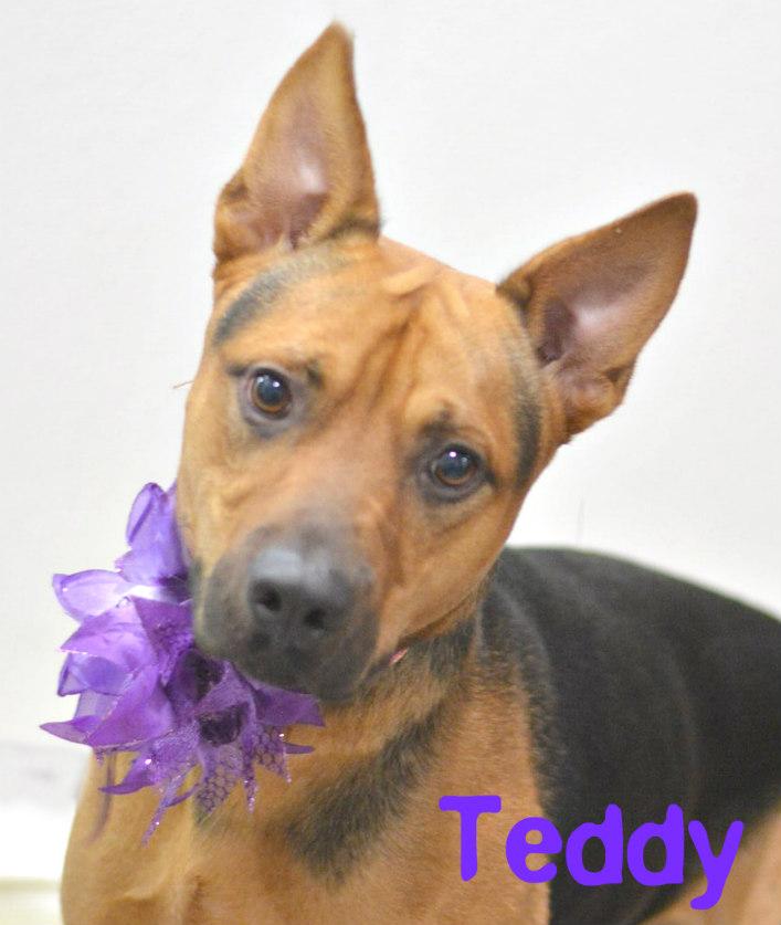 Teddy, an adoptable Shepherd in Lake Havasu City, AZ, 86406 | Photo Image 1