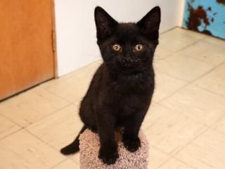 Groucho's Barron, an adoptable Domestic Short Hair in Anaconda, MT, 59711 | Photo Image 1