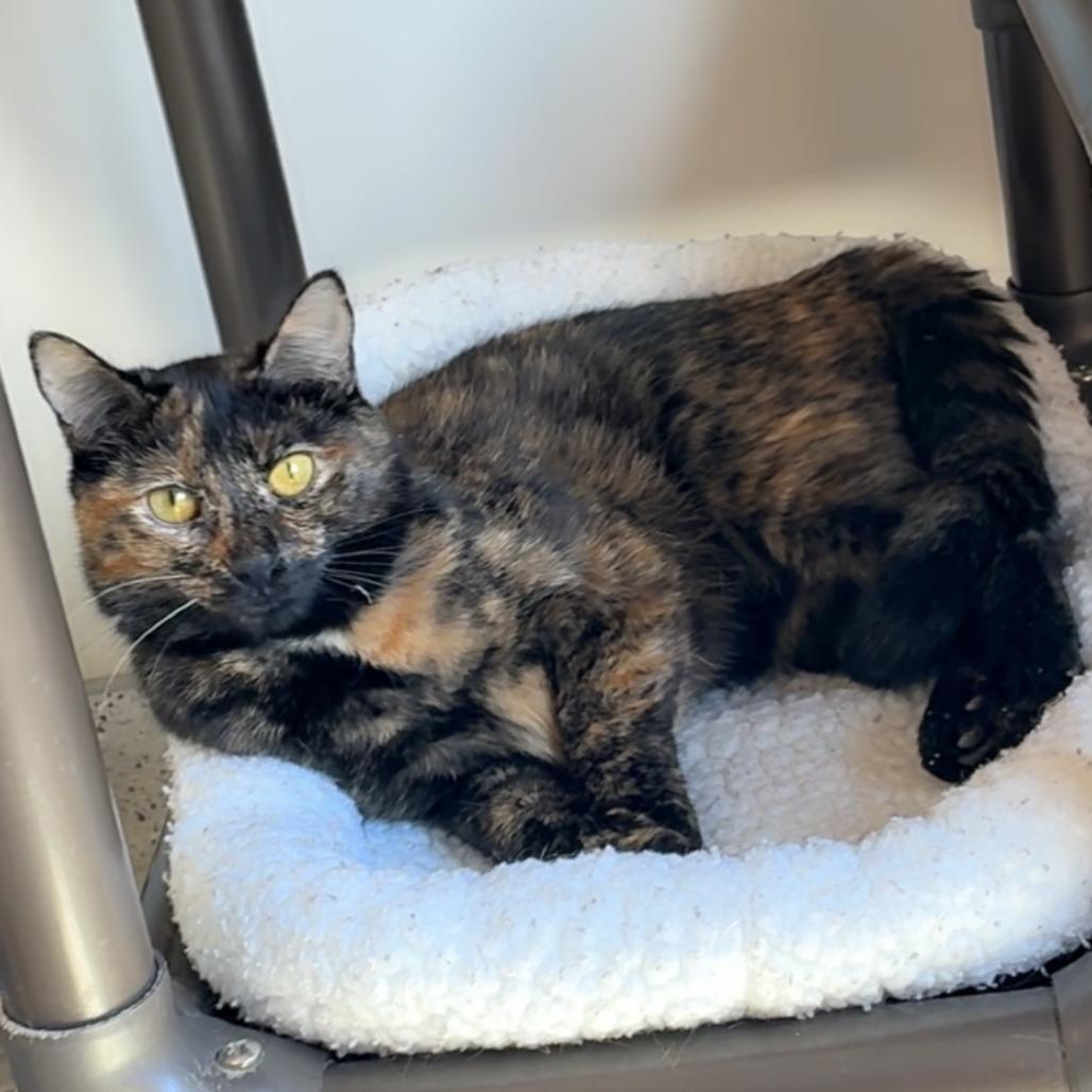 Starling, Adoptable, Young Female Domestic Short Hair.