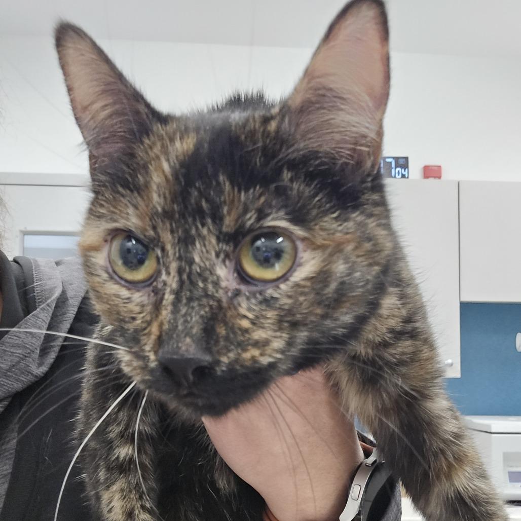 Enlarge Starling, a Adoptable Domestic Short Hair in Winston Salem, NC image 1/1