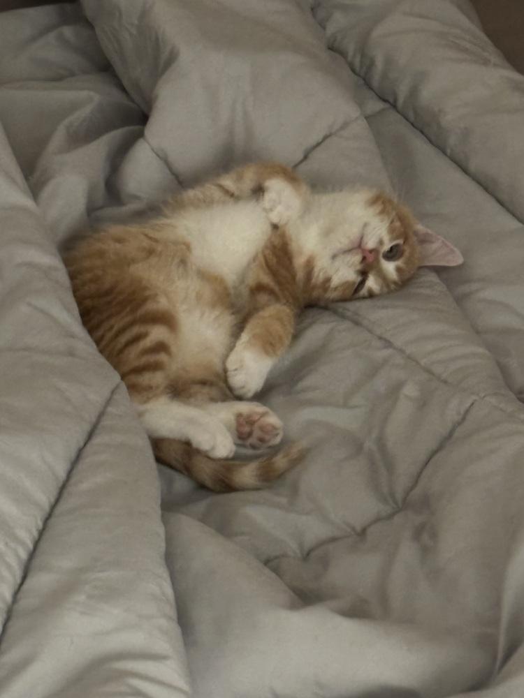 Moscato, a Adoptable Domestic Short Hair in Lewisburg, PA image 1/2