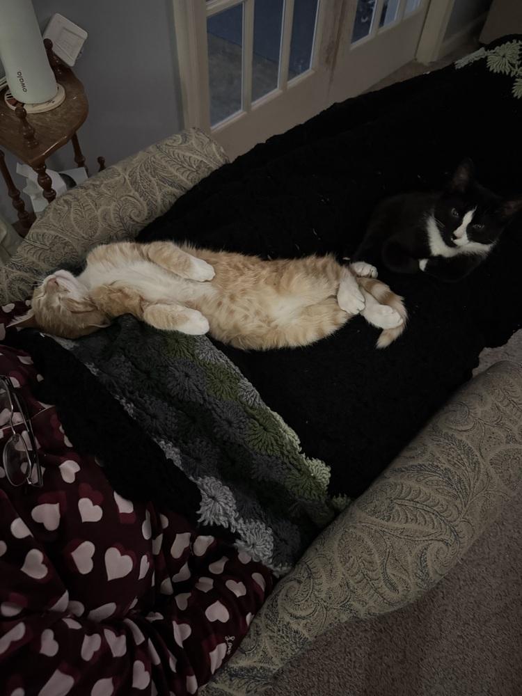 Moscato, a Adoptable Domestic Short Hair in Lewisburg, PA image 2/2