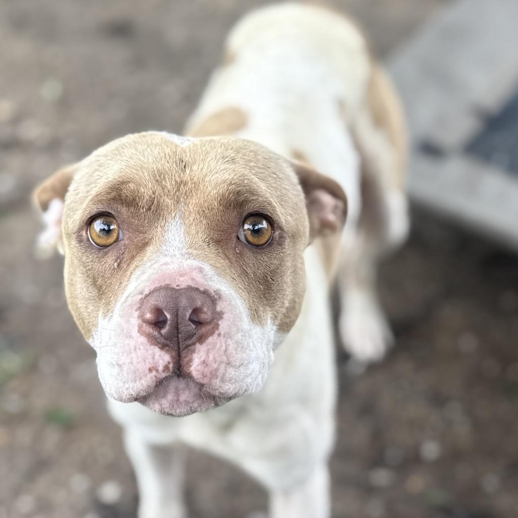 Bonnie, a Adoptable American Staffordshire Terrier in Collinsville , OK image 1/5
