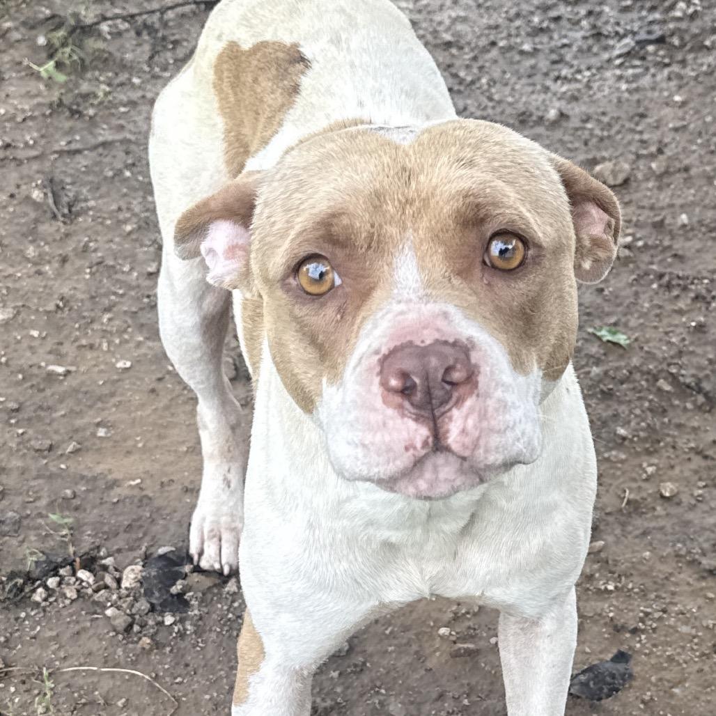 Bonnie, a Adoptable American Staffordshire Terrier in Collinsville , OK image 3/5