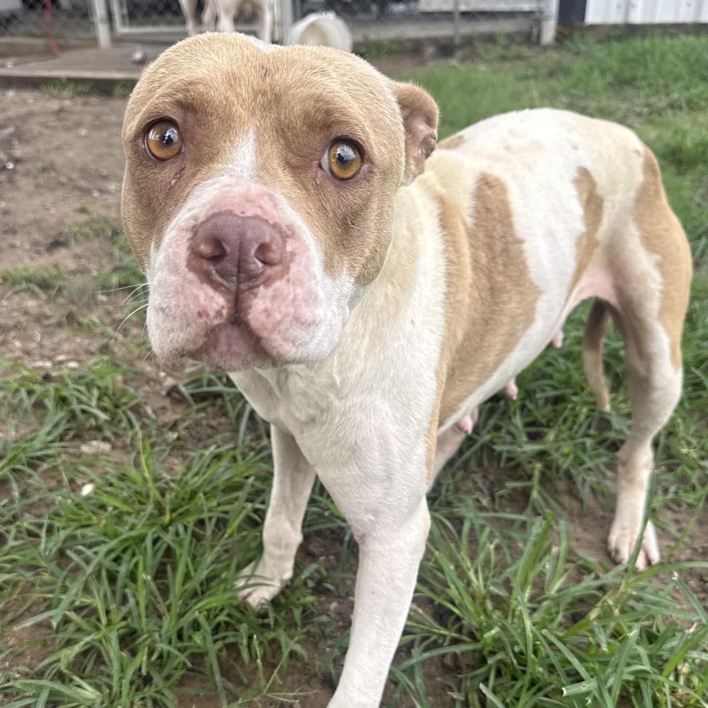 Bonnie, a Adoptable American Staffordshire Terrier in Collinsville , OK image 4/5