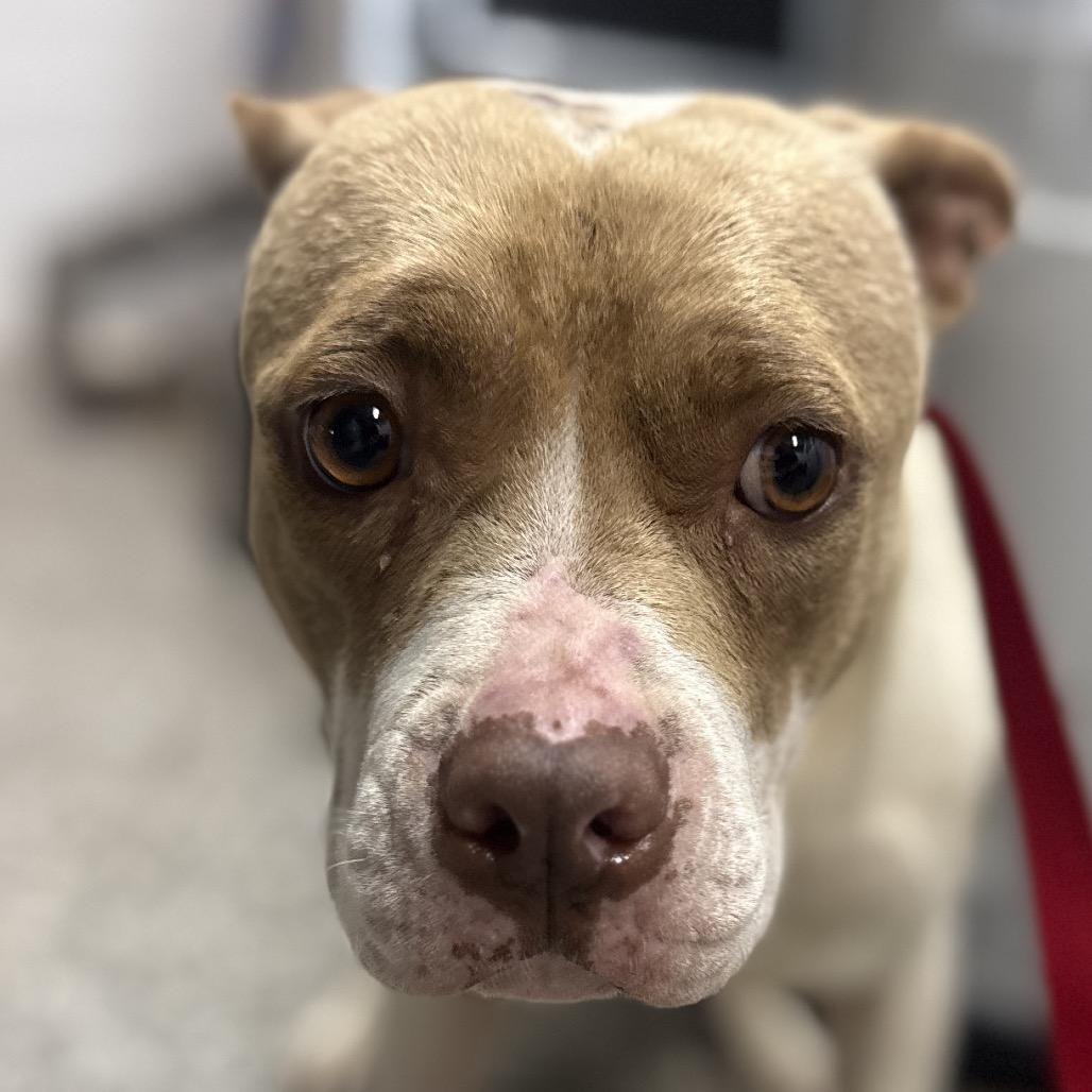 Bonnie, a Adoptable American Staffordshire Terrier in Collinsville , OK image 5/5