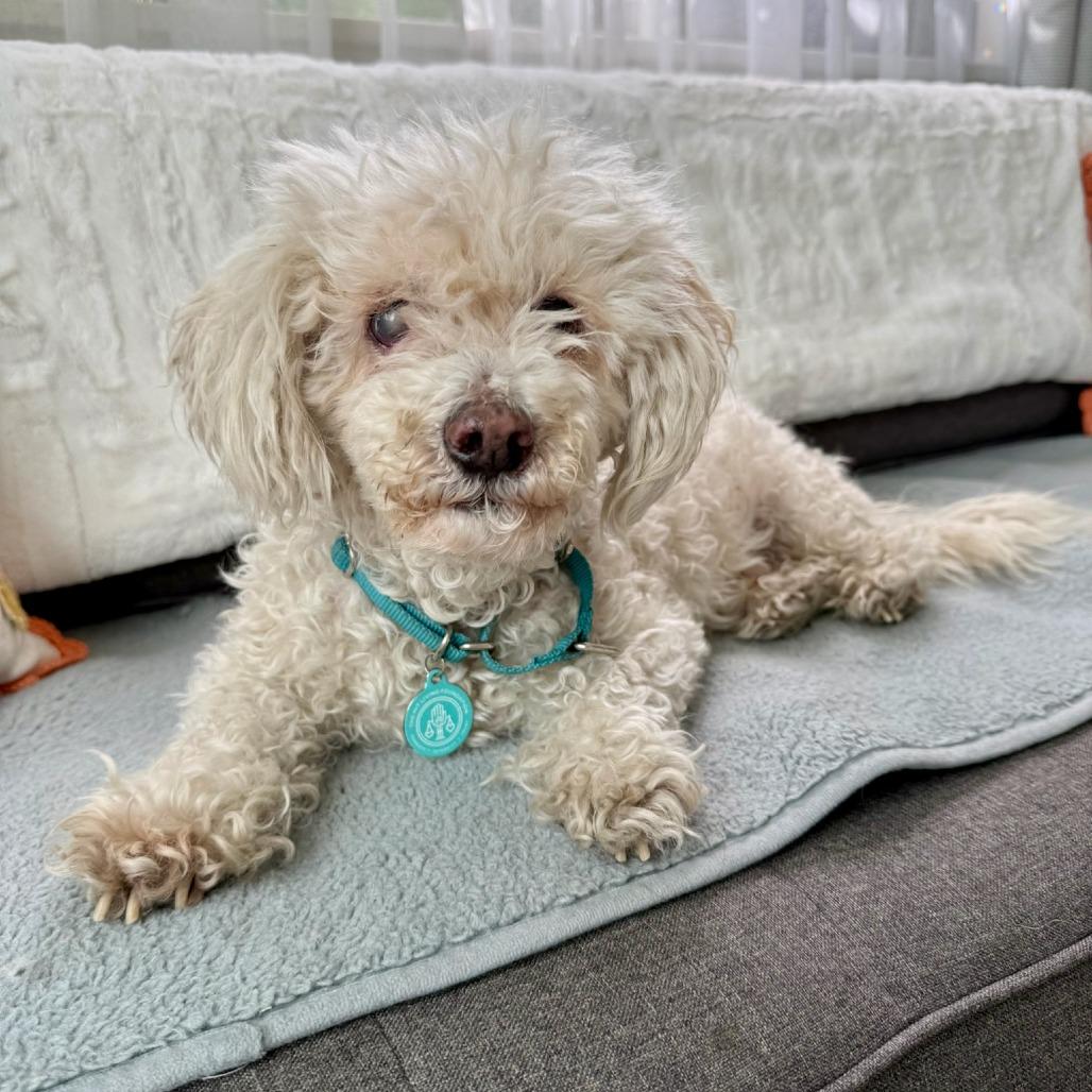 Enlarge Prince Lionel, a Adoptable Poodle in North Hollywood, CA image 1/6