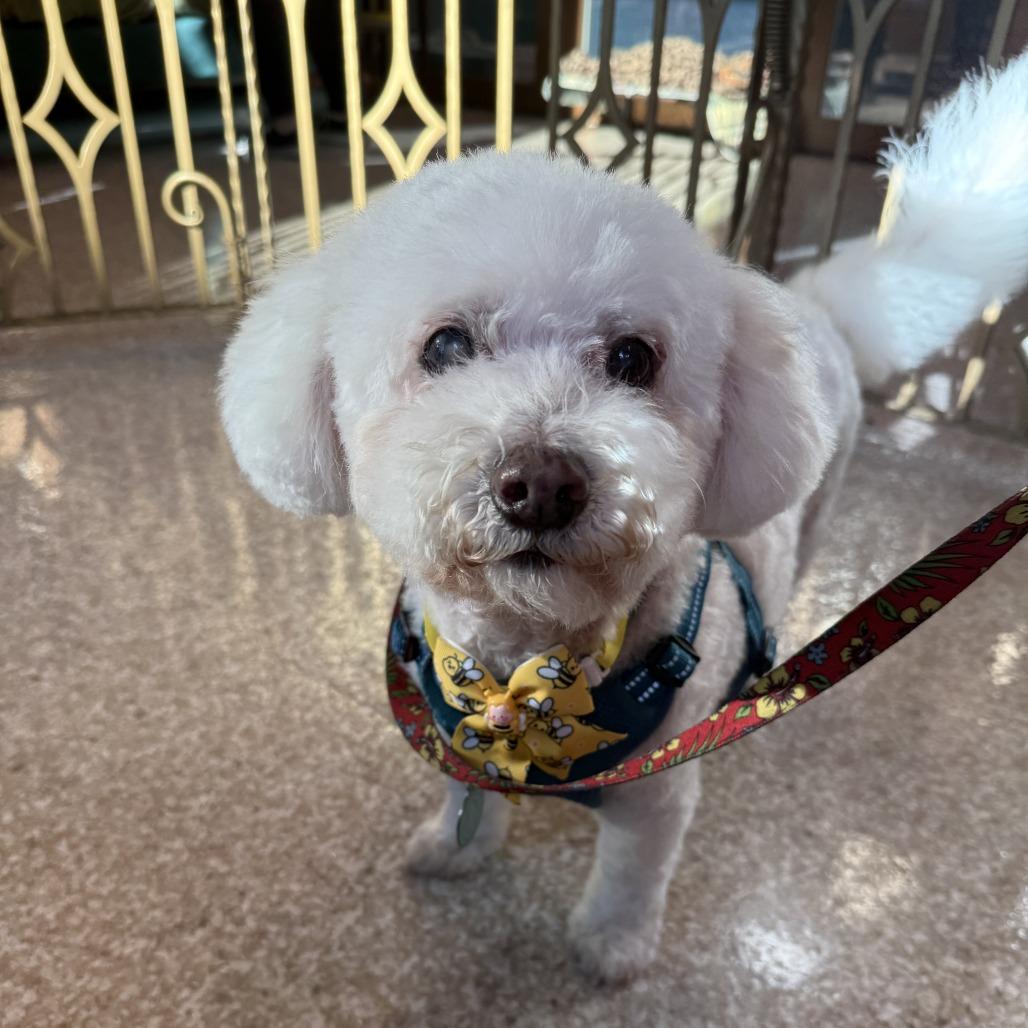 Prince Lionel, Adoptable, Senior Male Poodle.