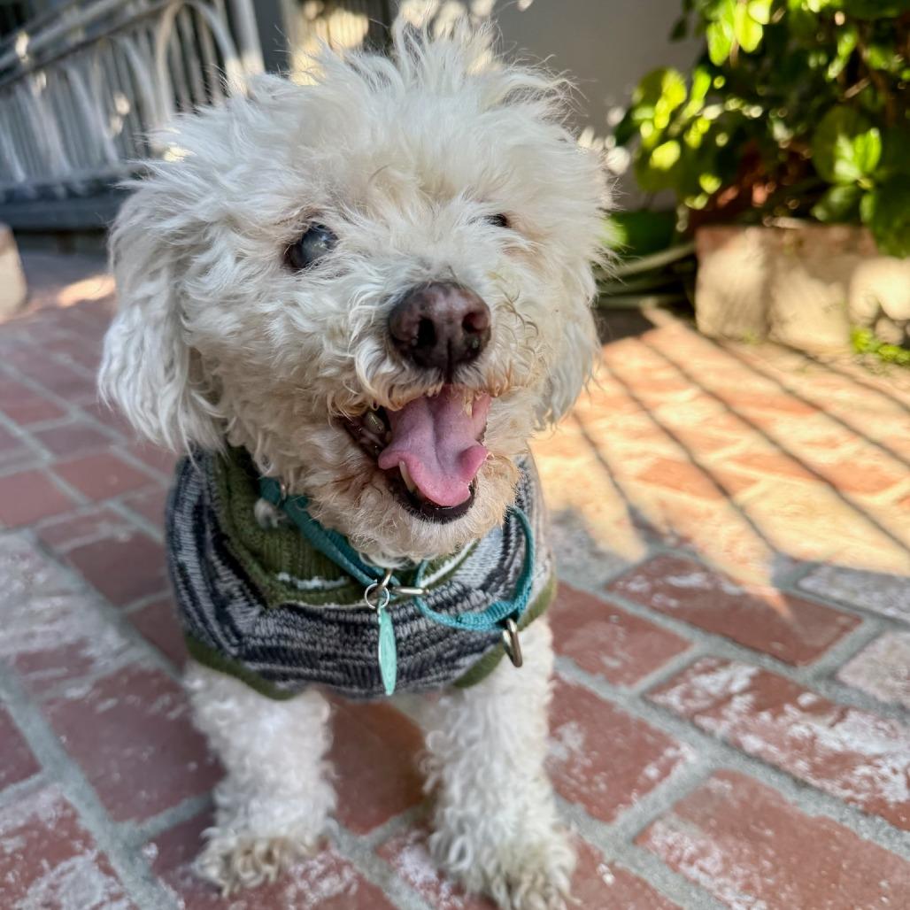 Enlarge Prince Lionel, a Adoptable Poodle in North Hollywood, CA image 3/6