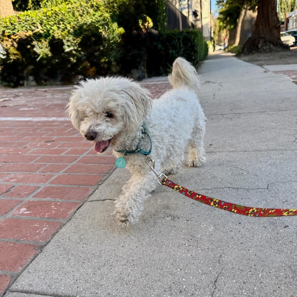Enlarge Prince Lionel, a Adoptable Poodle in North Hollywood, CA image 4/6