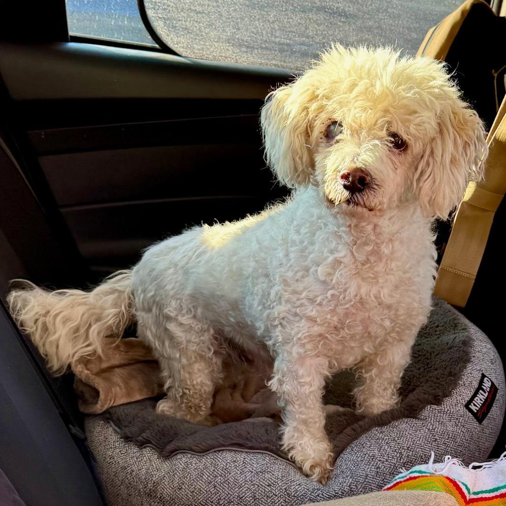 Enlarge Prince Lionel, a Adoptable Poodle in North Hollywood, CA image 5/6
