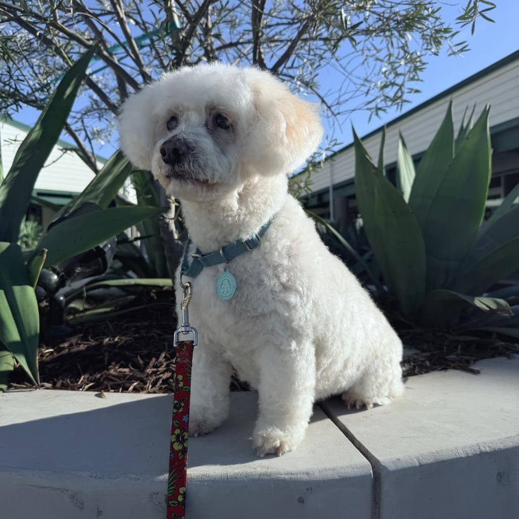 Enlarge Prince Lionel, a Adoptable Poodle in North Hollywood, CA image 6/6
