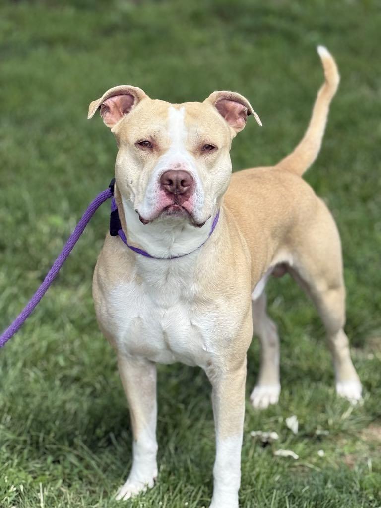 Enlarge Jimmy (in a FOSTER home), a Adoptable mixed breed in Springfield, IL image 2/4