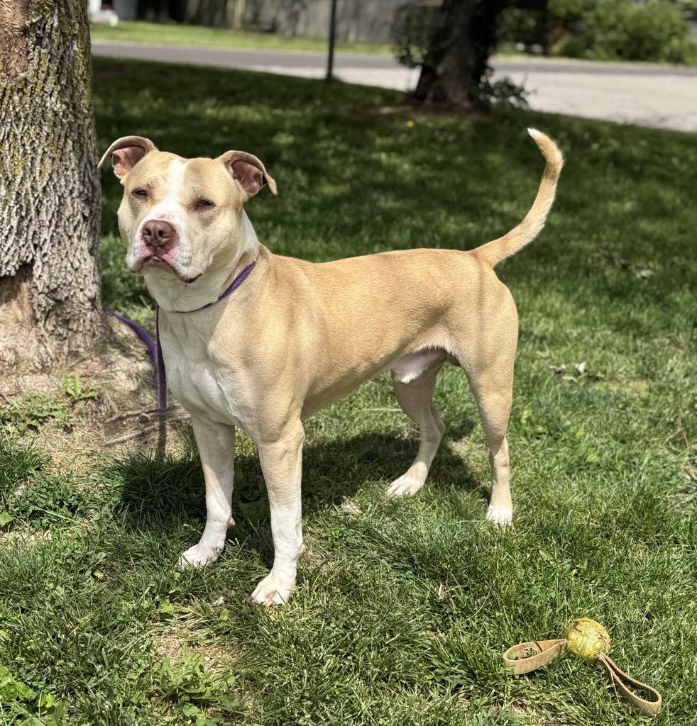 Enlarge Jimmy (in a FOSTER home), a Adoptable mixed breed in Springfield, IL image 3/4