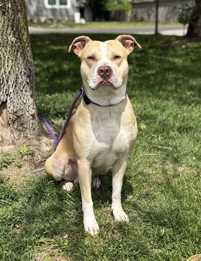 Enlarge Jimmy (in a FOSTER home), a Adoptable mixed breed in Springfield, IL image 4/4