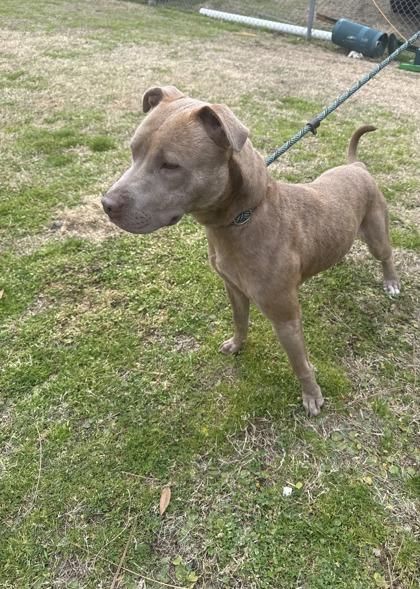 Enlarge Ronan, a Adoptable mixed breed in Conway, SC image 1/2