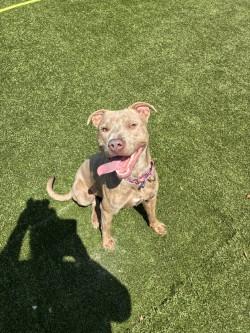 Enlarge Ronan, a Adoptable mixed breed in Conway, SC image 2/2