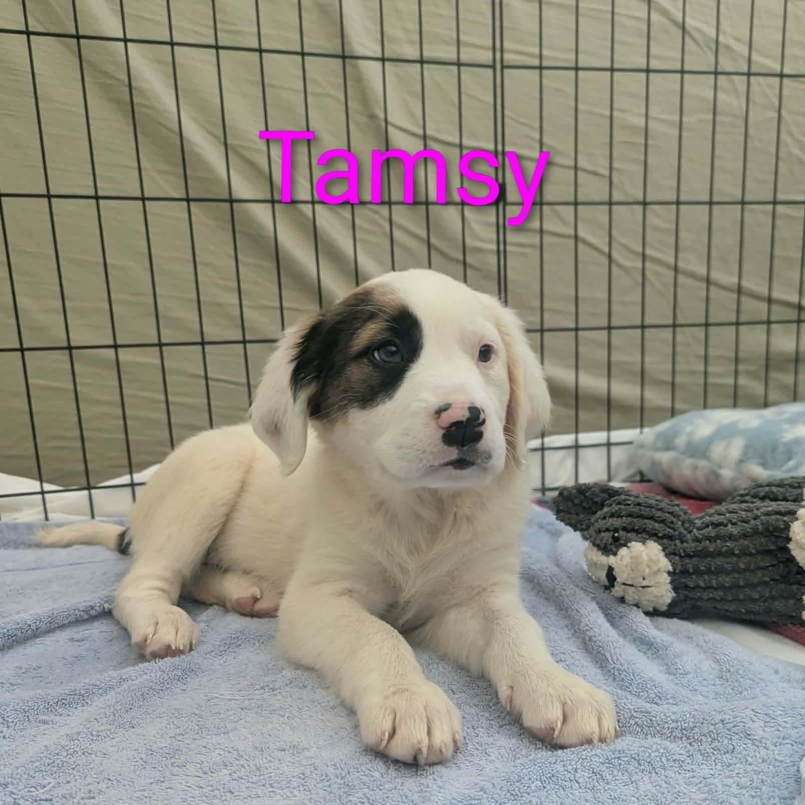 Enlarge Tamsy, an adopted mixed breed in Sierra Vista, AZ image 1/2