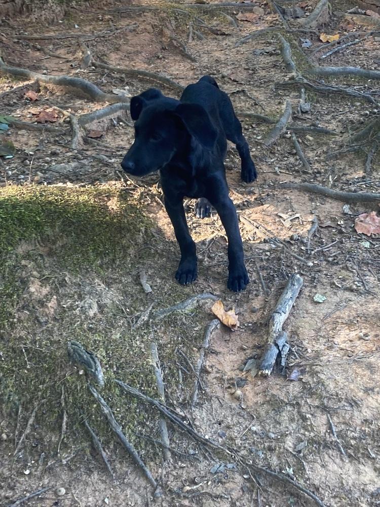 Olive, Adoptable, Puppy Female Hound.