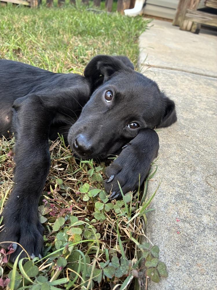 Enlarge Olive, a Adoptable mixed breed in Mooresville, NC image 2/6
