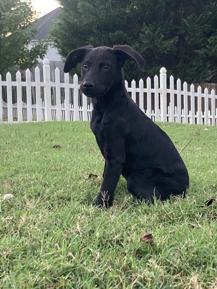 Enlarge Olive, a Adoptable mixed breed in Mooresville, NC image 3/6