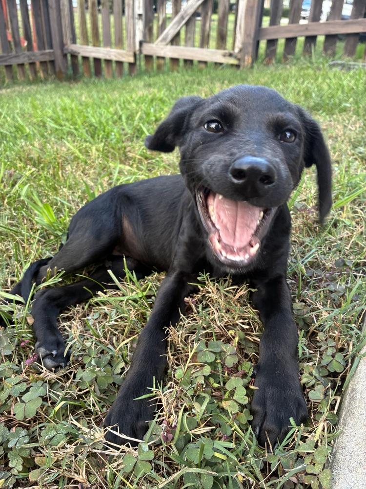 Enlarge Olive, a Adoptable mixed breed in Mooresville, NC image 4/6