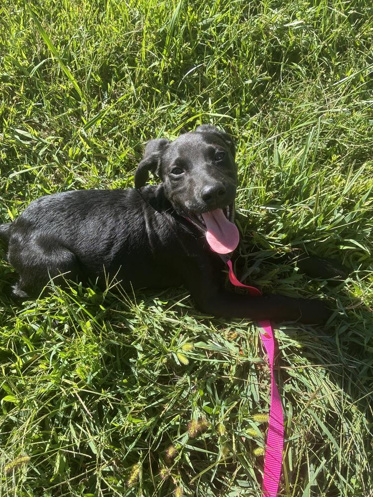 Enlarge Olive, a Adoptable mixed breed in Mooresville, NC image 5/6