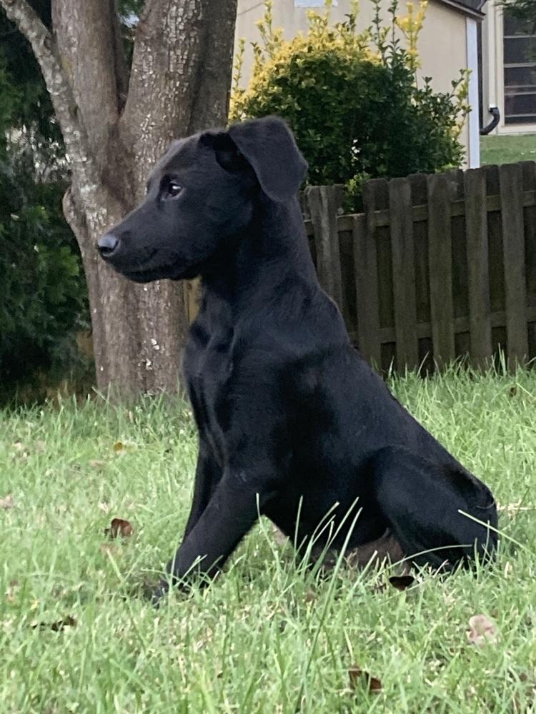 Enlarge Olive, a Adoptable mixed breed in Mooresville, NC image 6/6