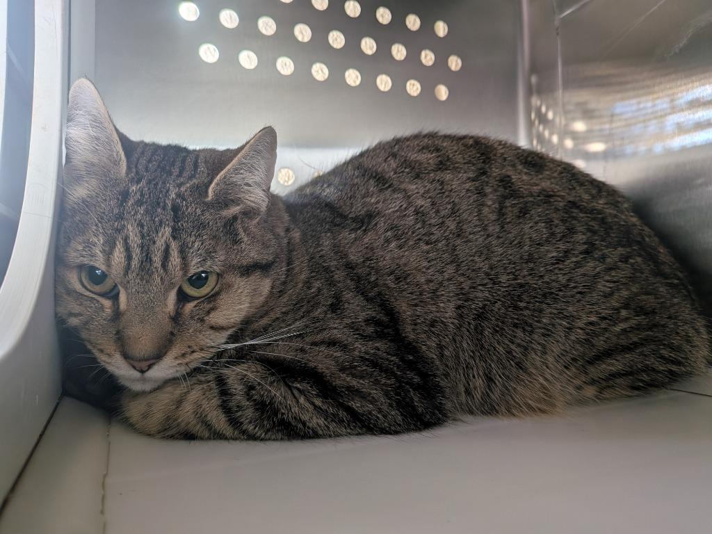 Enlarge Mel, a Adoptable mixed breed in Hyde Park, NY image 2/2