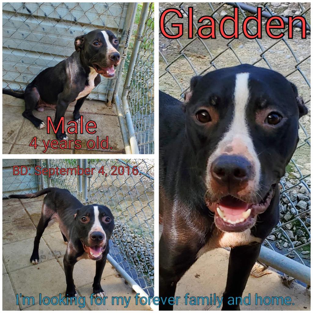 Gladden, a Adoptable Mixed Breed in Boaz, AL image 1/2