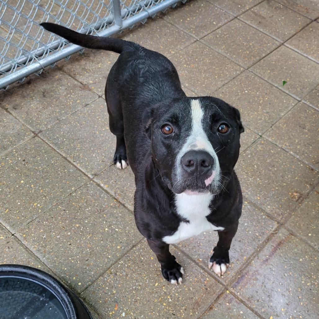 Gladden, Adoptable, Senior Male Mixed Breed.