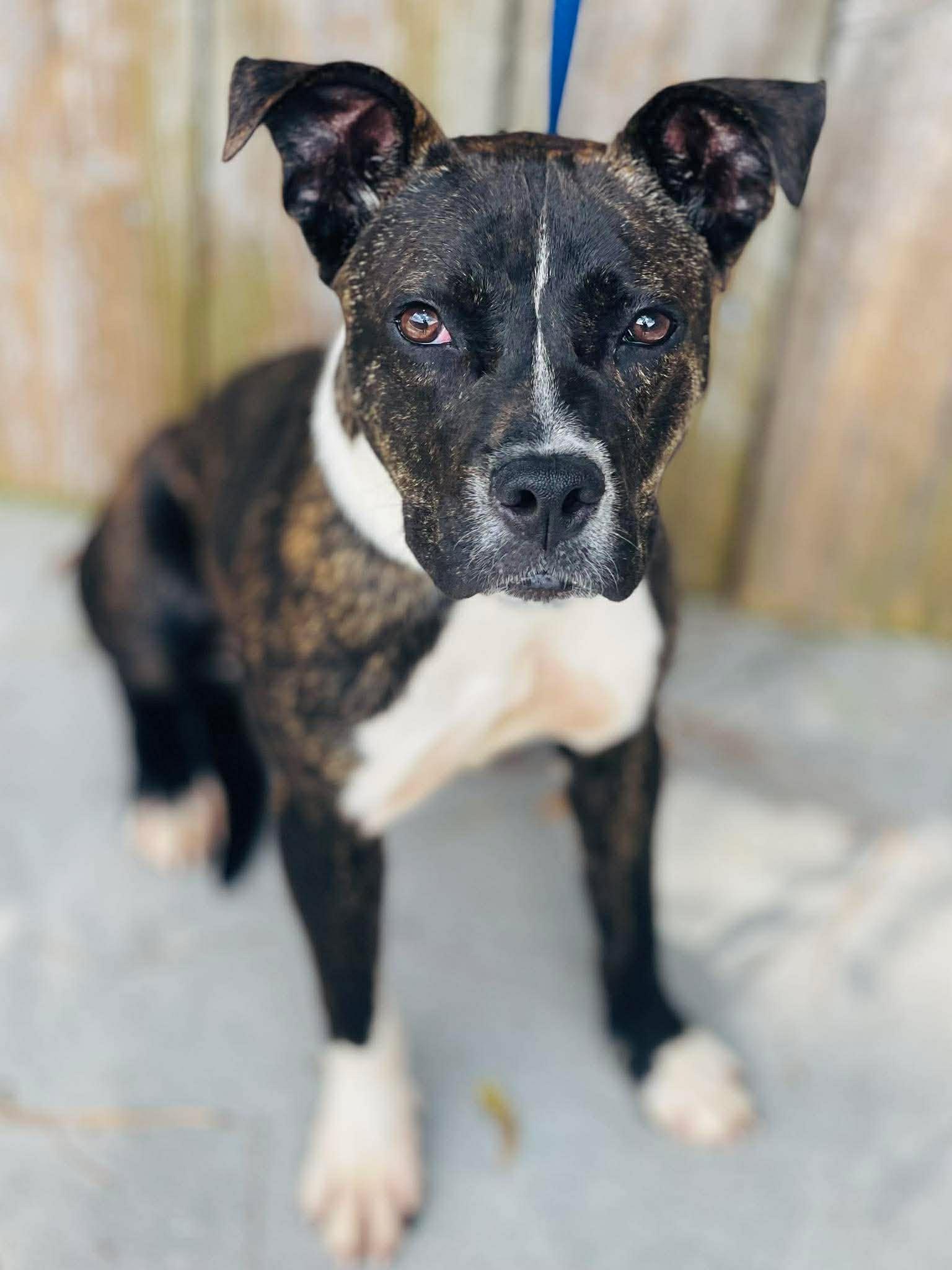 AC- 4805 "Luna", ADOPTABLE, Young Female Pit Bull Terrier & Labrador Retriever.
