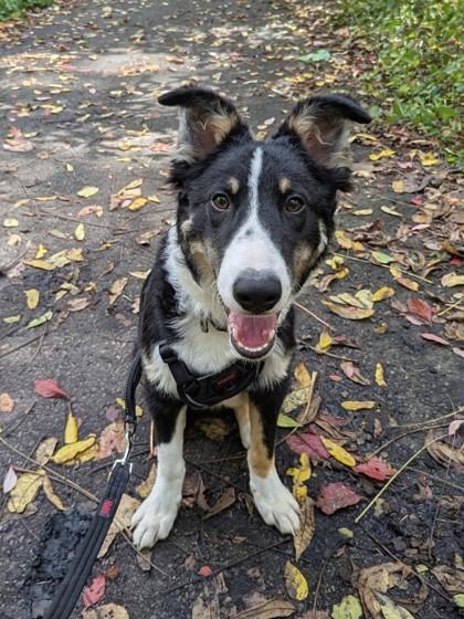 Blue, a Adoptable mixed breed in Simcoe, ON image 1/3