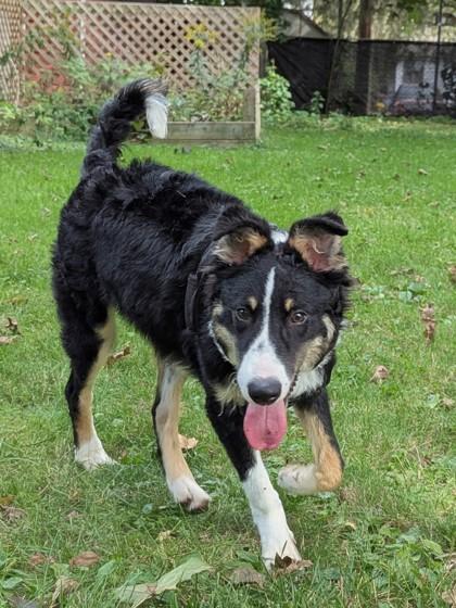 Blue, a Adoptable mixed breed in Simcoe, ON image 2/3